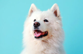 Що означає, коли сниться собака, яка боляче кусає за ногу?