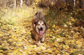 Що означає, коли сниться собака, яка кусає: тлумачення сновидінь