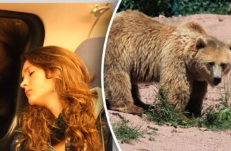 Що означає, коли сниться ведмідь: значення та символіка сну