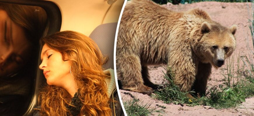 Що означає, коли сниться ведмідь: значення та символіка сну