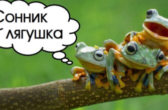 Що означає, коли сниться жаба: тлумачення сновидінь для вас