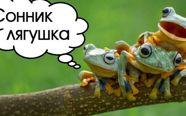 Що означає, коли сниться жаба: тлумачення сновидінь для вас