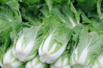 Що означає, коли жінці сниться капуста: розгорнутий аналіз сну