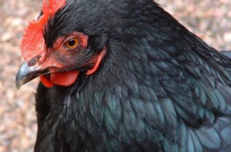 Що означає сон про курку без голови: тлумачення і значення сновидіння