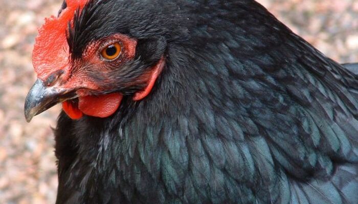 Що означає сон про курку без голови: тлумачення і значення сновидіння