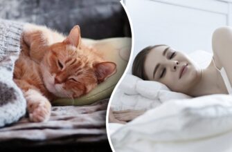 Що означає сон про зниклого кота: розгадуємо символи і підсвідоме