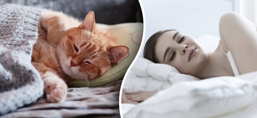 Що означає сон про зниклого кота: розгадуємо символи і підсвідоме