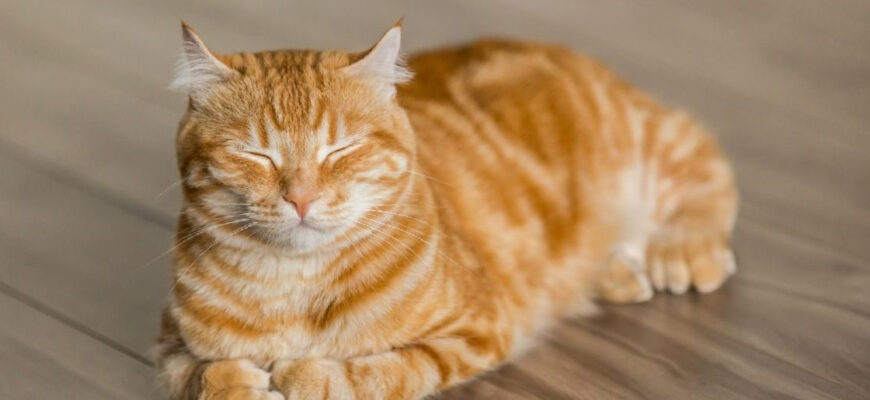 Що означає сон, у якому вам сниться сірий кіт: значення та тлумачення