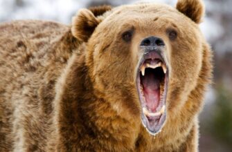 Що означає сон, у якому ви намагаєтеся втекти від ведмедя?