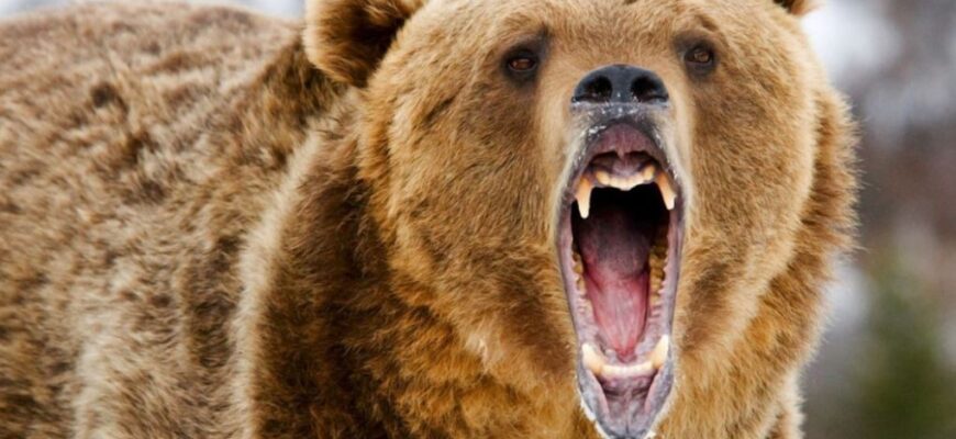 Що означає сон, у якому ви намагаєтеся втекти від ведмедя?