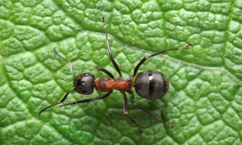 До чого сниться мураха