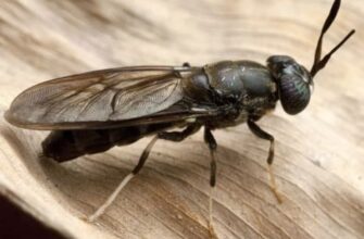 Що означають чорні мухи у снах: розкриваємо символіку та тлумачення