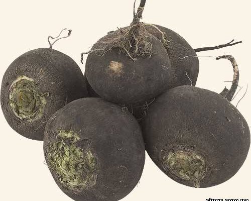 Що вибрати: редька чи редиска? Порівняння користі та відмінностей