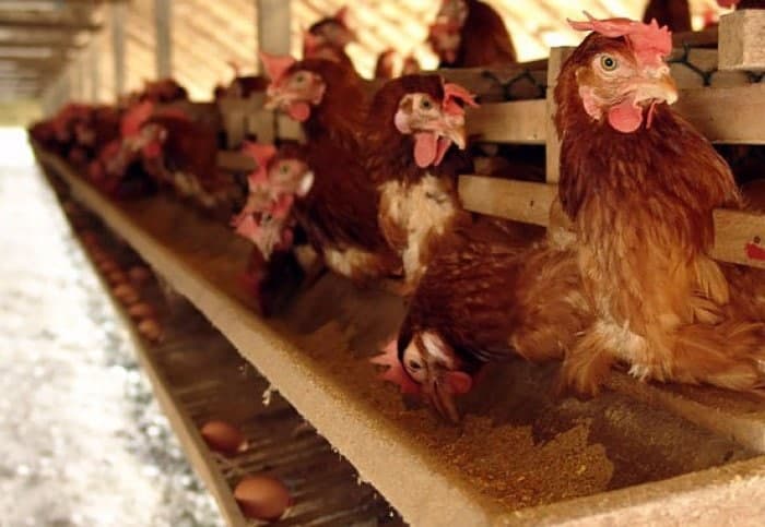 Чому кури не несуться? | СТЕМАР Новини