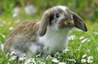 Сірі кролики уві сні: розгадуємо значення та символіку сновидіння