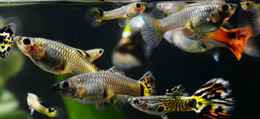 Скільки рибок оптимально утримувати в акваріумі: корисні поради