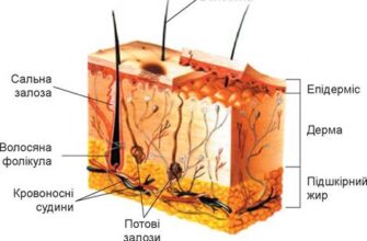 Скільки шарів має шкіра людини: детальний огляд структури шкіри