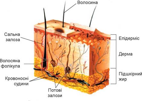 Скільки шарів має шкіра людини: детальний огляд структури шкіри