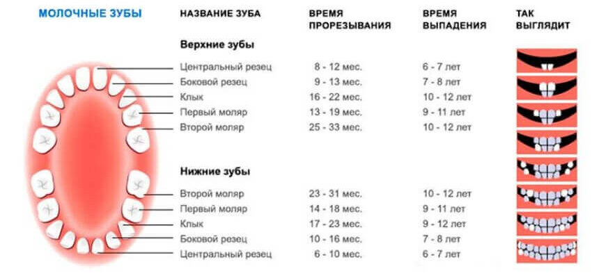 Скільки зубів має бути в дитини у 2 роки: норма та рекомендації Скільки зубів має бути в дитини у 2 роки: норма та рекомендації