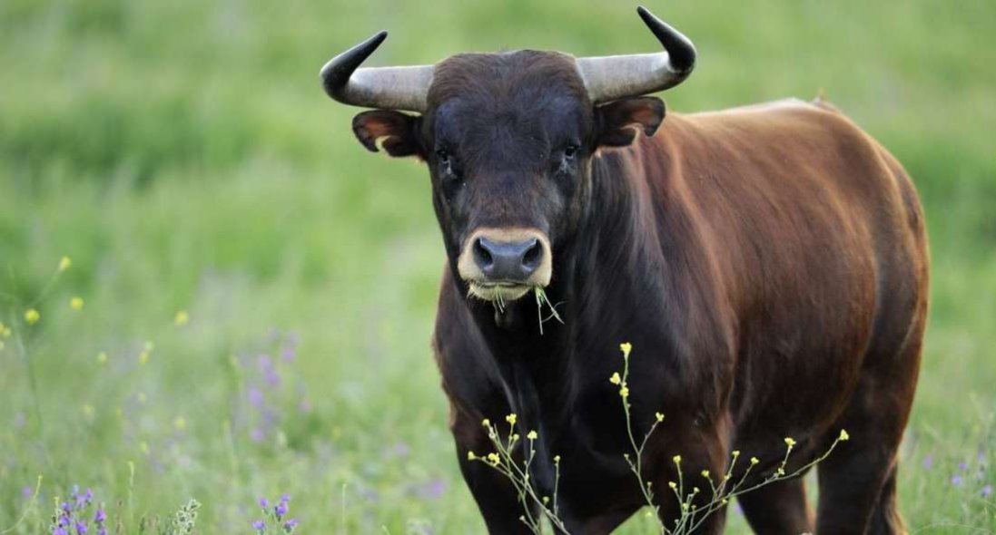 До чого сниться бик: тлумачення за сонниками та деталями - Kokl.Ua