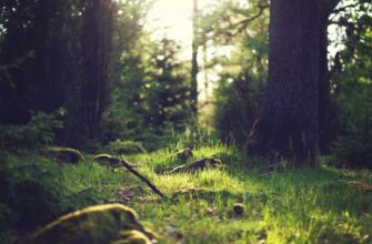 Сниться ліс: значення сновидінь і його символіка у вашому житті