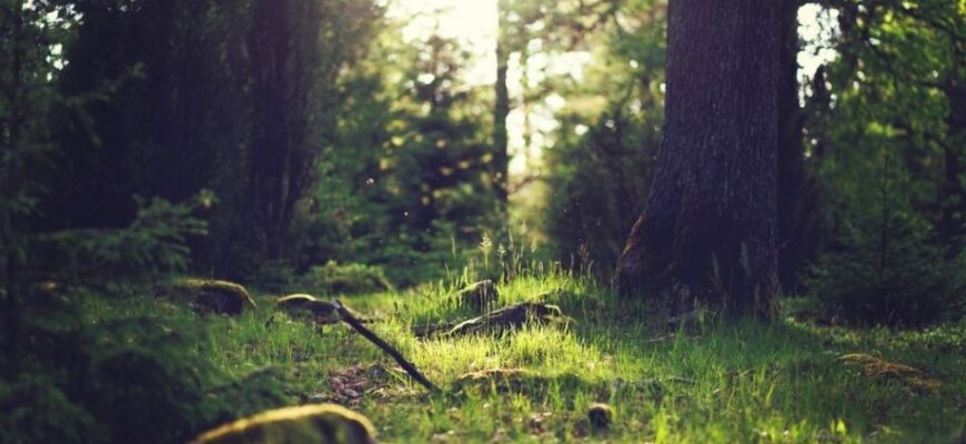 Сниться ліс: значення сновидінь і його символіка у вашому житті