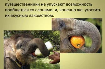 Сниться слон: що означає цей сон і як його тлумачити правильно?