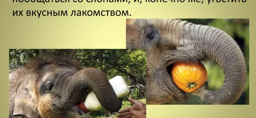 Сниться слон: що означає цей сон і як його тлумачити правильно?