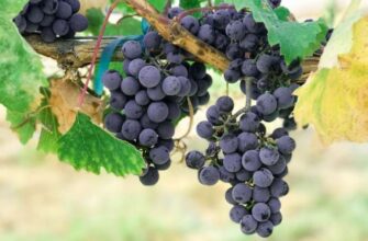 Сниться виноград: значення сновидіння та тлумачення символу сна