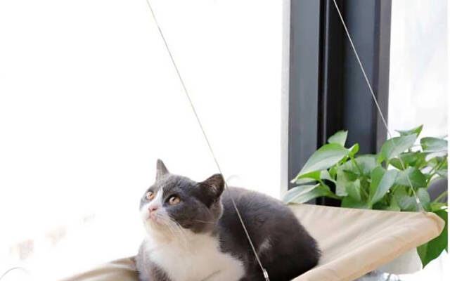 Сон, де тікаєте від бджіл: значення та приховані підказки підсвідомості