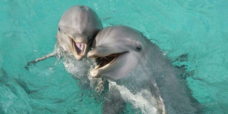 Сон про дельфінів: Що означає цей образ у ваших нічних мандрах?