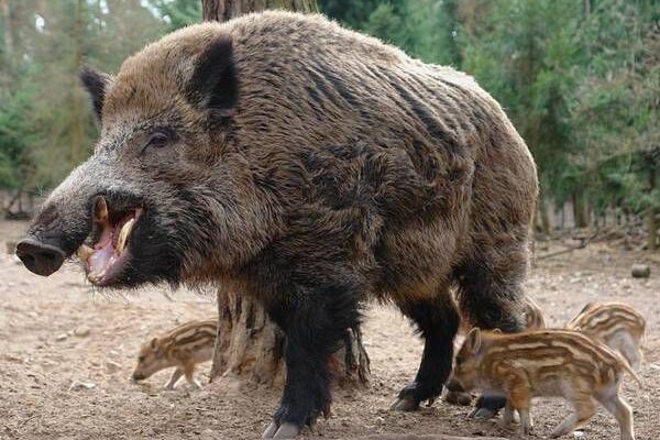Сон про диких кабанів: значення та тлумачення для вашого життя