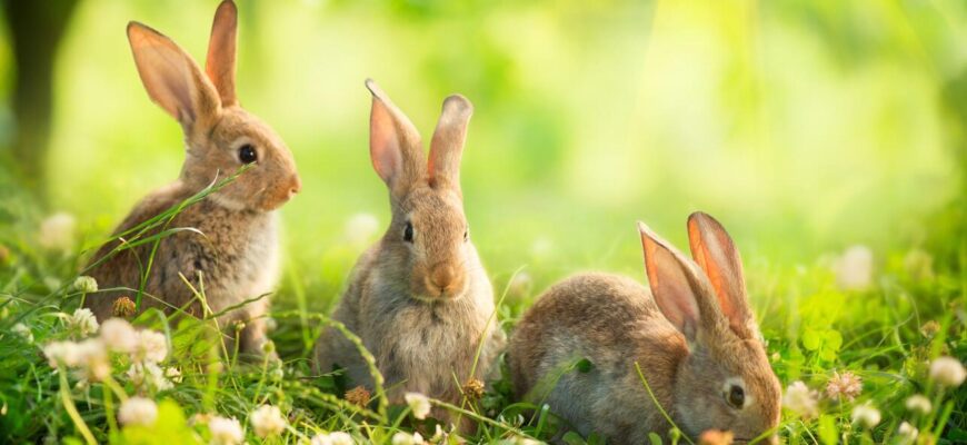 Сон про кролика: що означає і до чого готуватися? Оптимальний розбір.