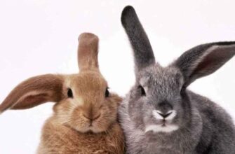 Сон про кролицю з кроленятами: тлумачення та значення для вас