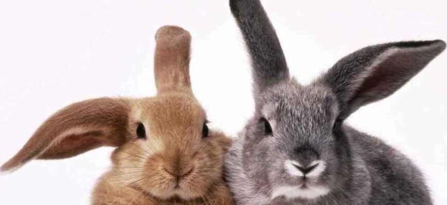 Сон про кролицю з кроленятами: тлумачення та значення для вас
