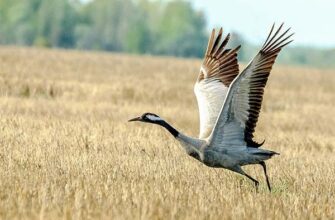Сон про місячні: до чого сниться менструальна кров та її значення?