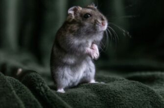 Сон про мишей: що означають миші у ваших сновидіннях? Роз’яснення сну