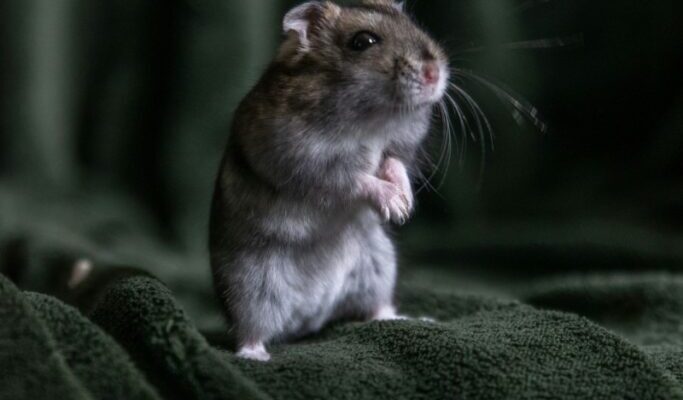 Сон про мишей: що означають миші у ваших сновидіннях? Роз’яснення сну