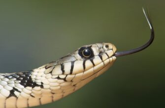 Сон про напад змії: значення та інтерпретації для вашого життя