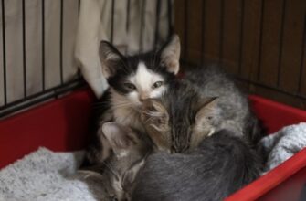 Сон про новонароджених кошенят: що означає і до чого готуватися?