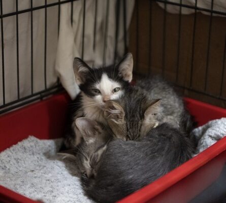 Сон про новонароджених кошенят: що означає і до чого готуватися?