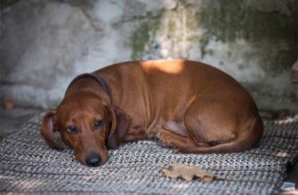 Сон про собаку: що означає і як тлумачити цей символ у сновидінні