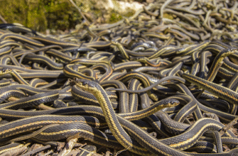 Сон про замах на життя: тлумачення та значення в сновидіннях