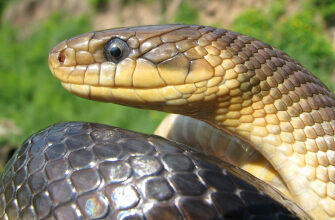 Сонник: До Чого Сняться Кавуни на Городі та Їх Значення у Сновидіннях