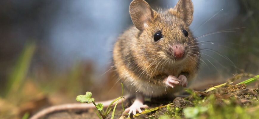 Сонник: До чого сняться миші жінці — тлумачення і значення сну