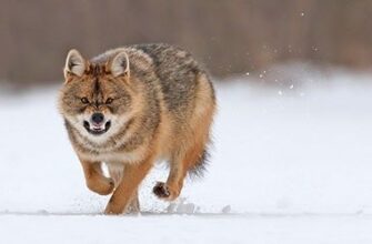 Сонник: до чого сняться вовки, які нападають, та їхнє значення у сні