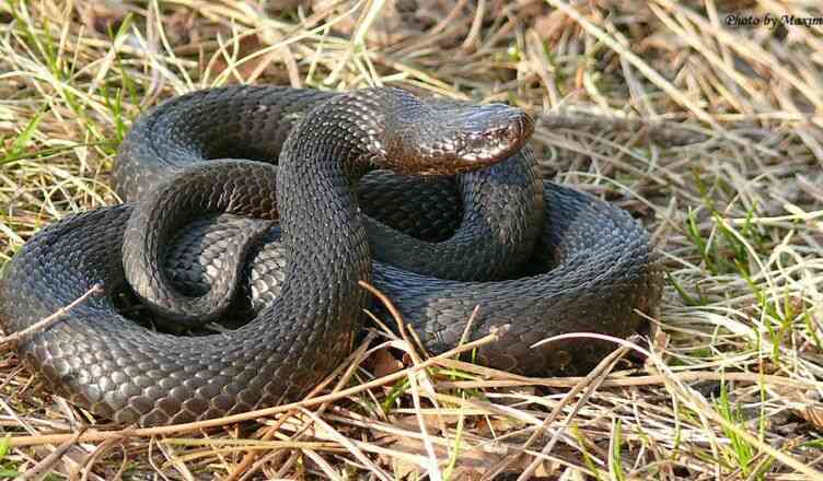 387 значень, до чого сниться змію у сні бачити. Сонник змія наснилася.