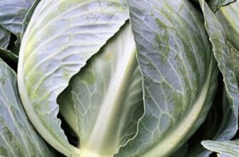 Сонник: До чого сниться капуста на городі — тлумачення та значення сну