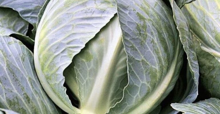 Сонник: До чого сниться капуста на городі — тлумачення та значення сну