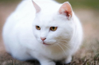 Сонник: До чого сниться кішка з кошенятами і їх значення у снах